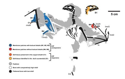 Map of the skeleton and preserved soft tissues of Yi qi. Laser-Stimulated Fluorescence (LSF) is a laser-based imaging technique co-developed at HKU that was used to collect the anatomical information for the study. Image credit: Dececchi et al. 2020.